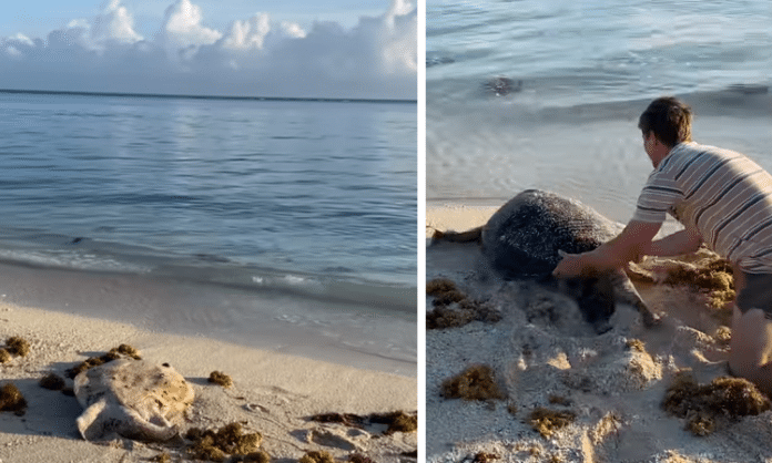 man rescues stranded sea turtle from an island beach