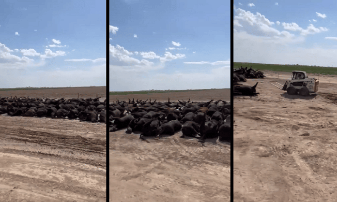 cattle heat death kansas 2022 video