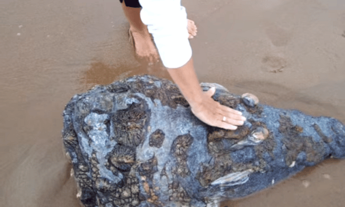 enormous crocodile head washed up on south african beach