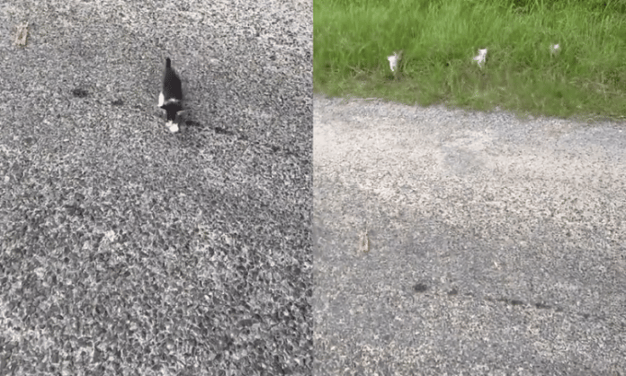 man gets ambushed by litter of kittens