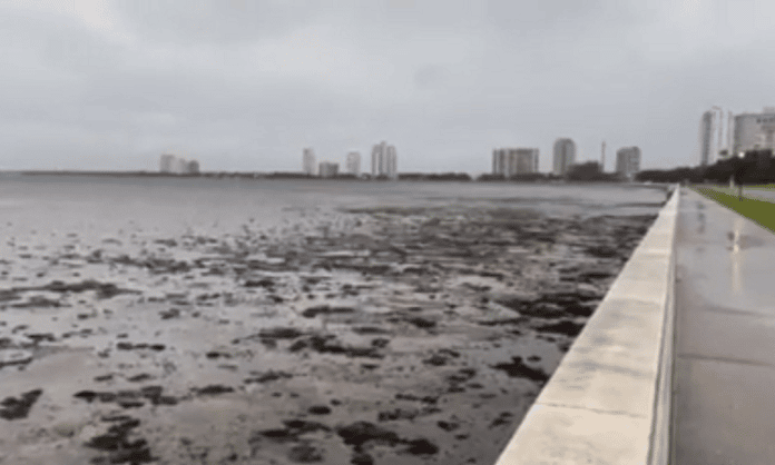 receded waters of tampa bay before hurricane ian hit land 2022