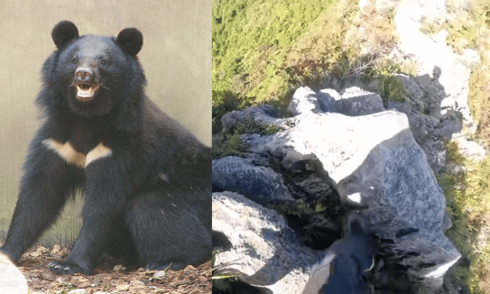 japanese black bear attacks mountain climber on mount futago japan